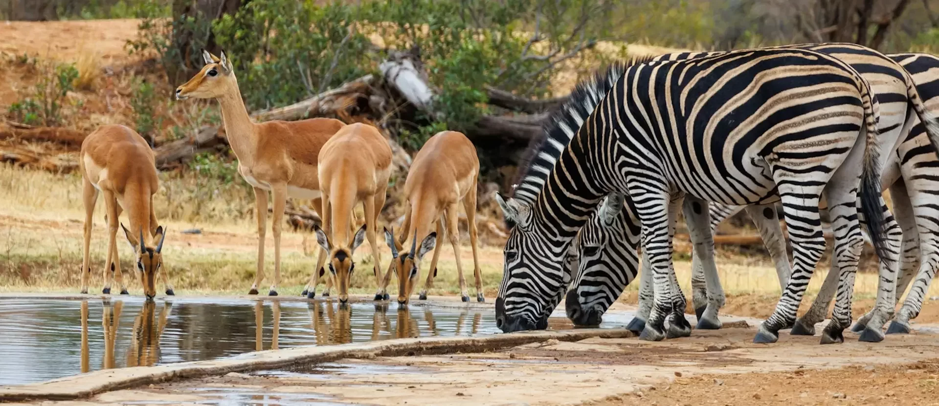 Kruger National Park thanks to Martijn Vonk.webp