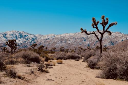 Joshua Tree NP - © jacki-drexler-unsplash