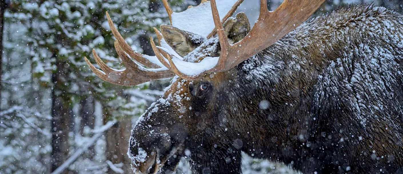 Jasper Moose 112.webp