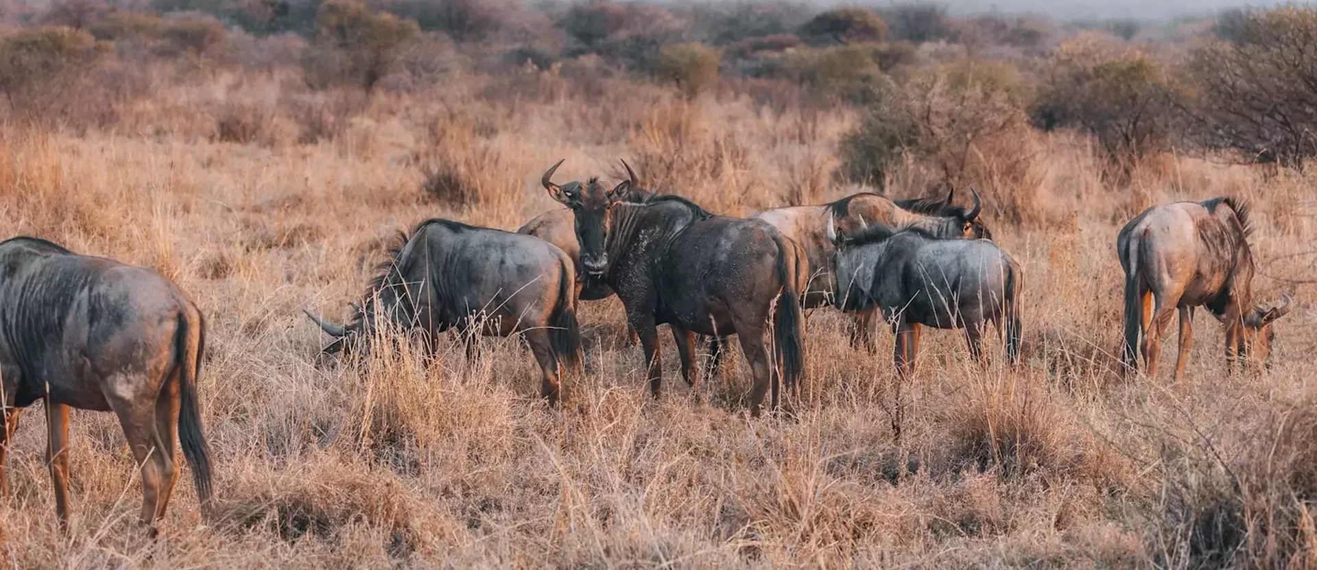 De Big Five Route van Zuid-Afrika Pilanesberg National Park sfeerfoto 012.webp
