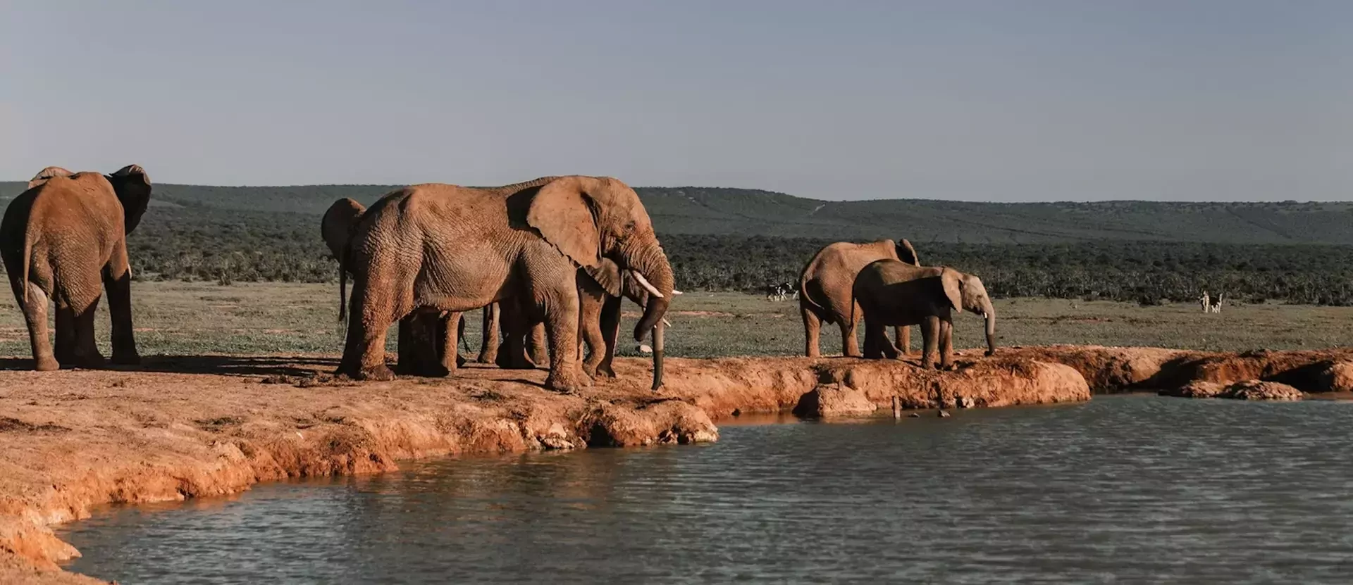 Addo national park - AfrikaPlus ©pexels-rachel-claire.webp