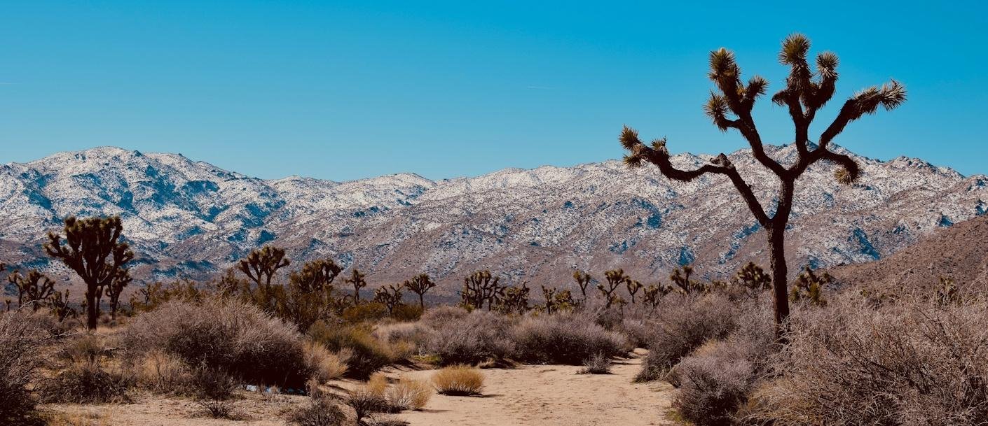 Joshua Tree NP - © jacki-drexler-unsplash