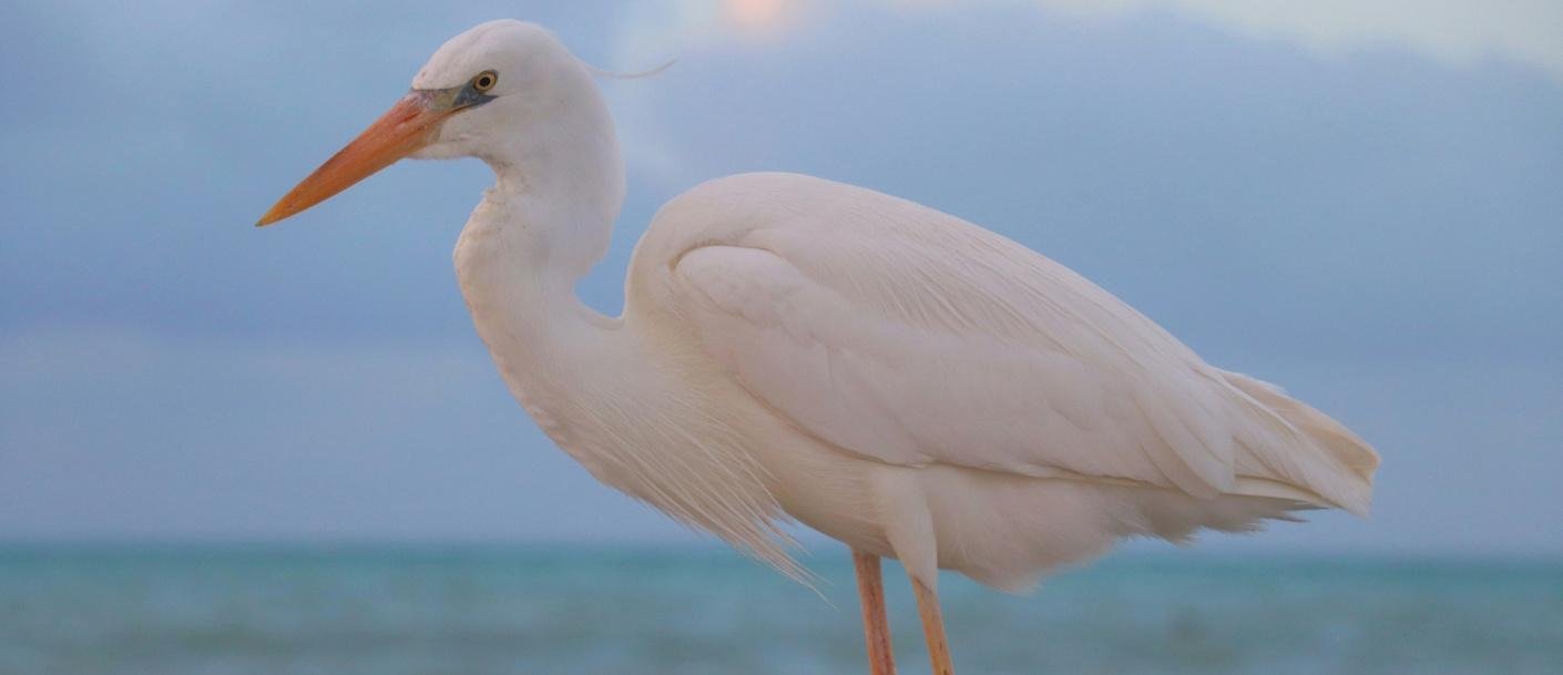Florida - © lynn-danielson-unsplash