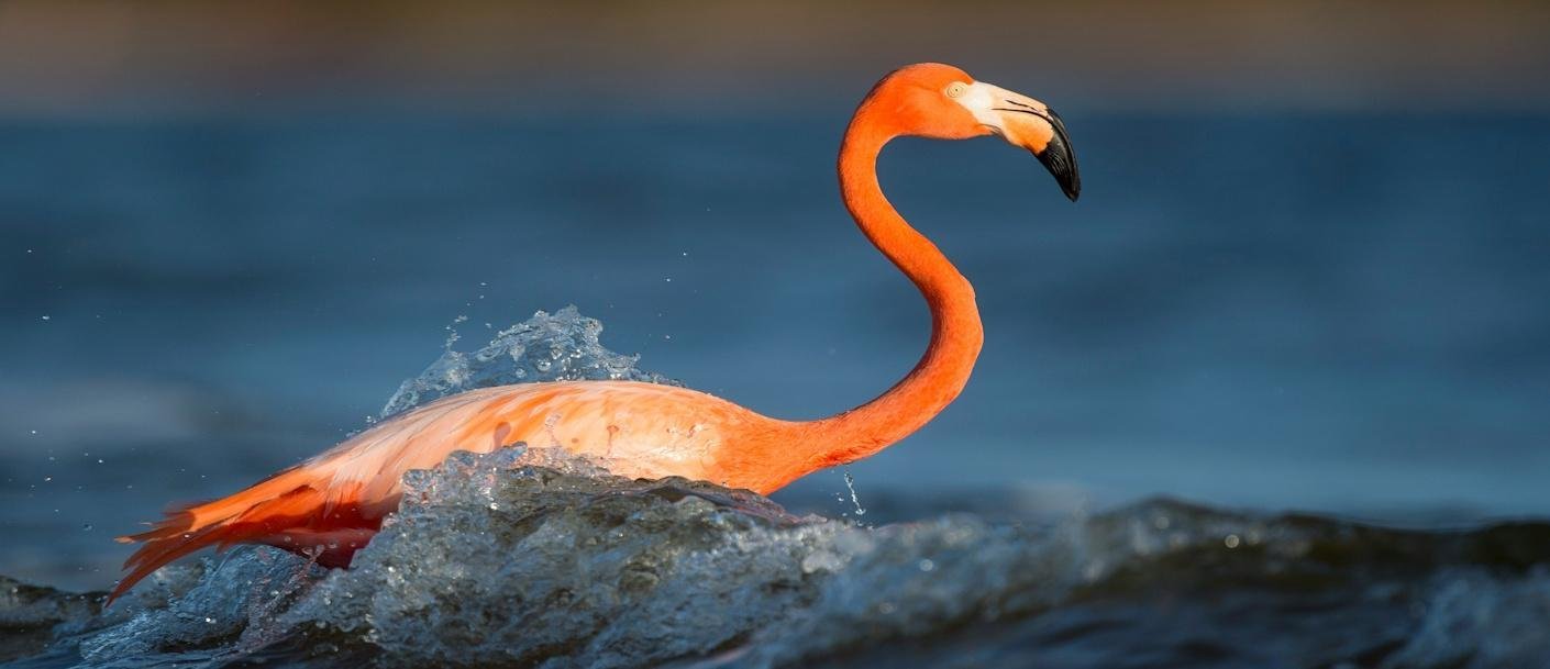 Florida - © ray-hennessy-unsplash