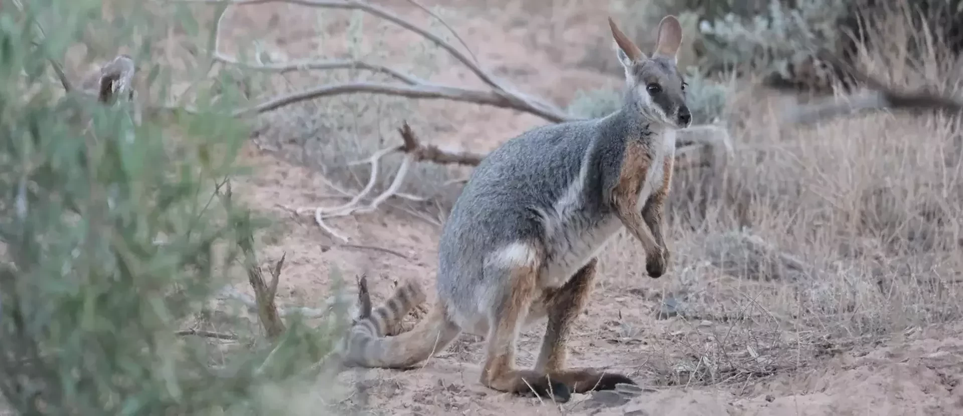 FlindersRangesOutback-AustraliePlusthomas-gabernig-unsplash.webp