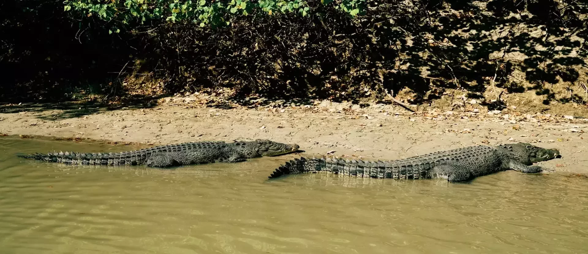 Crocodile-AustraliePlusNT.webp