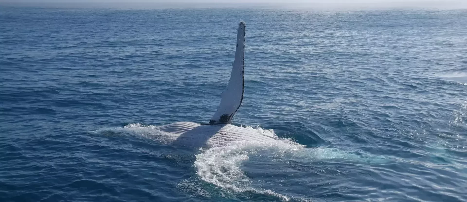 Whale - AustraliePlus - sue-rump-unsplash.webp