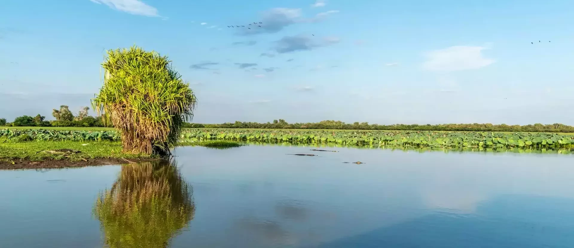 Kakadu-AustraliePlusvladimir-haltakov-unsplash.webp