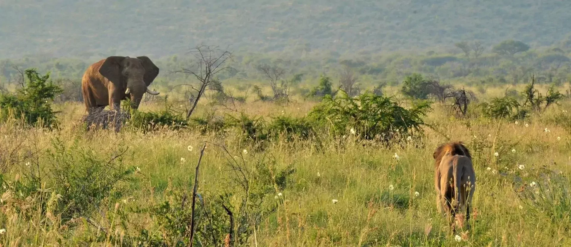 De Big Five Route van Zuid-Afrika sfeerfoto gamedrive lion elephant.webp