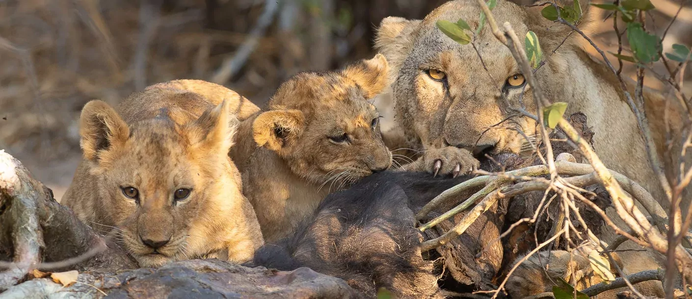 Botswana Mababe Private Game Reserve groot 03092025 001.webp