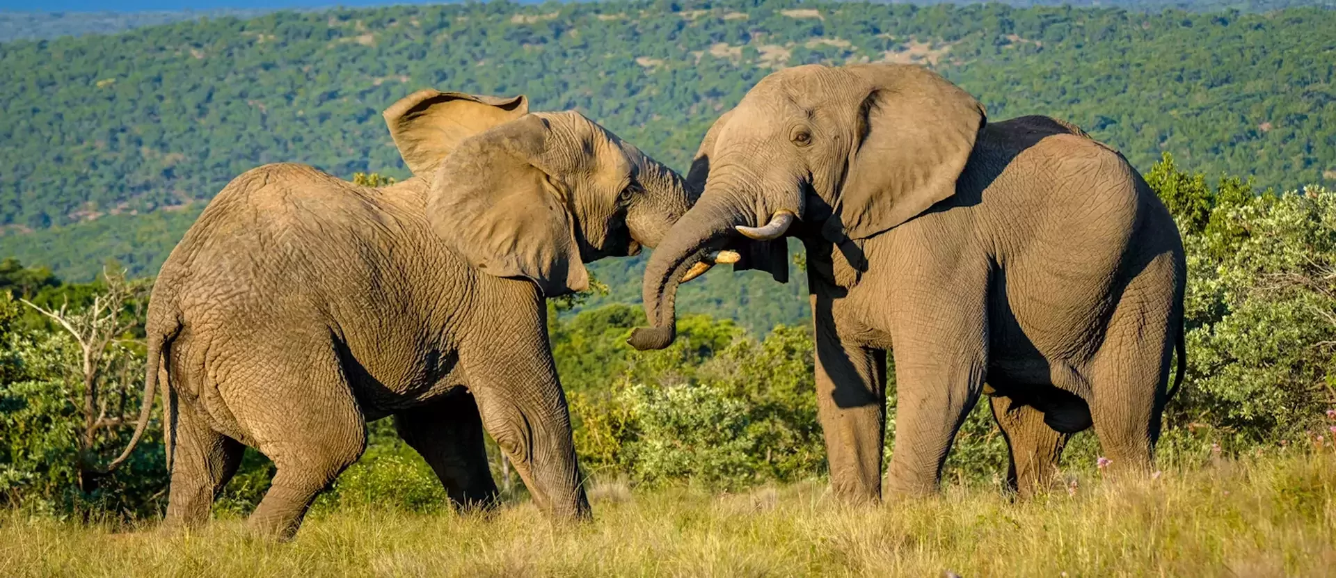 De Big Five Route van Zuid-Afrika Nungubane Game Lodge sfeerfoto 001.webp