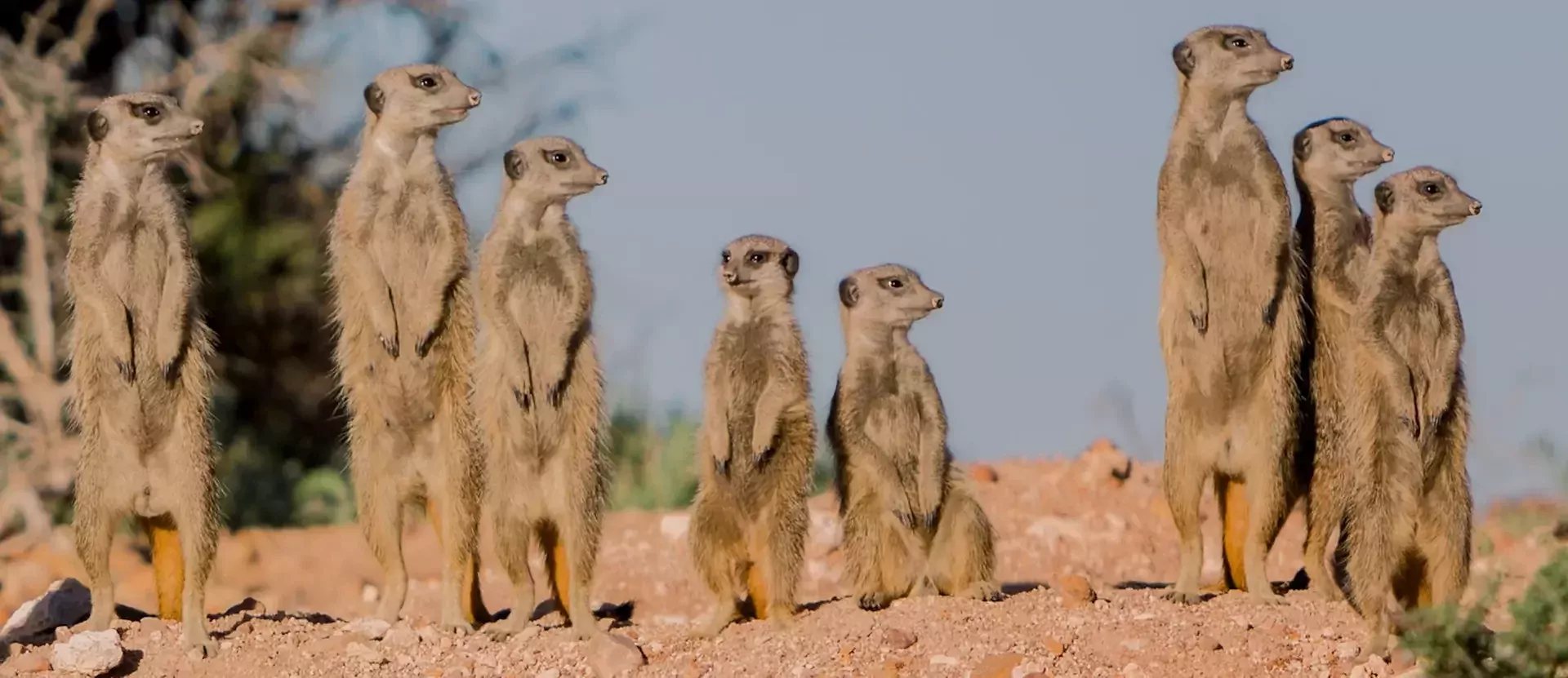 Garden Route gezinsreis sfeerfoto Klein Karoo meerkat safari 016.webp