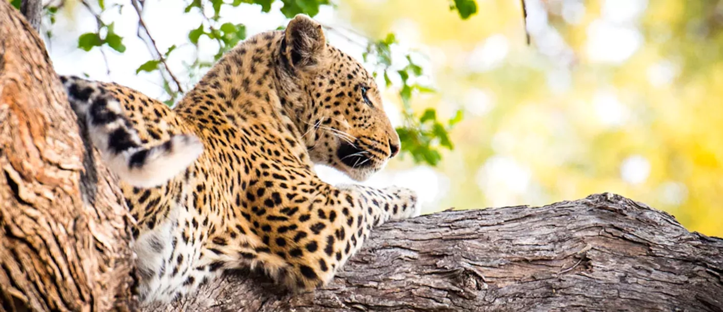 Okavango Delta groot 03092025 003.webp