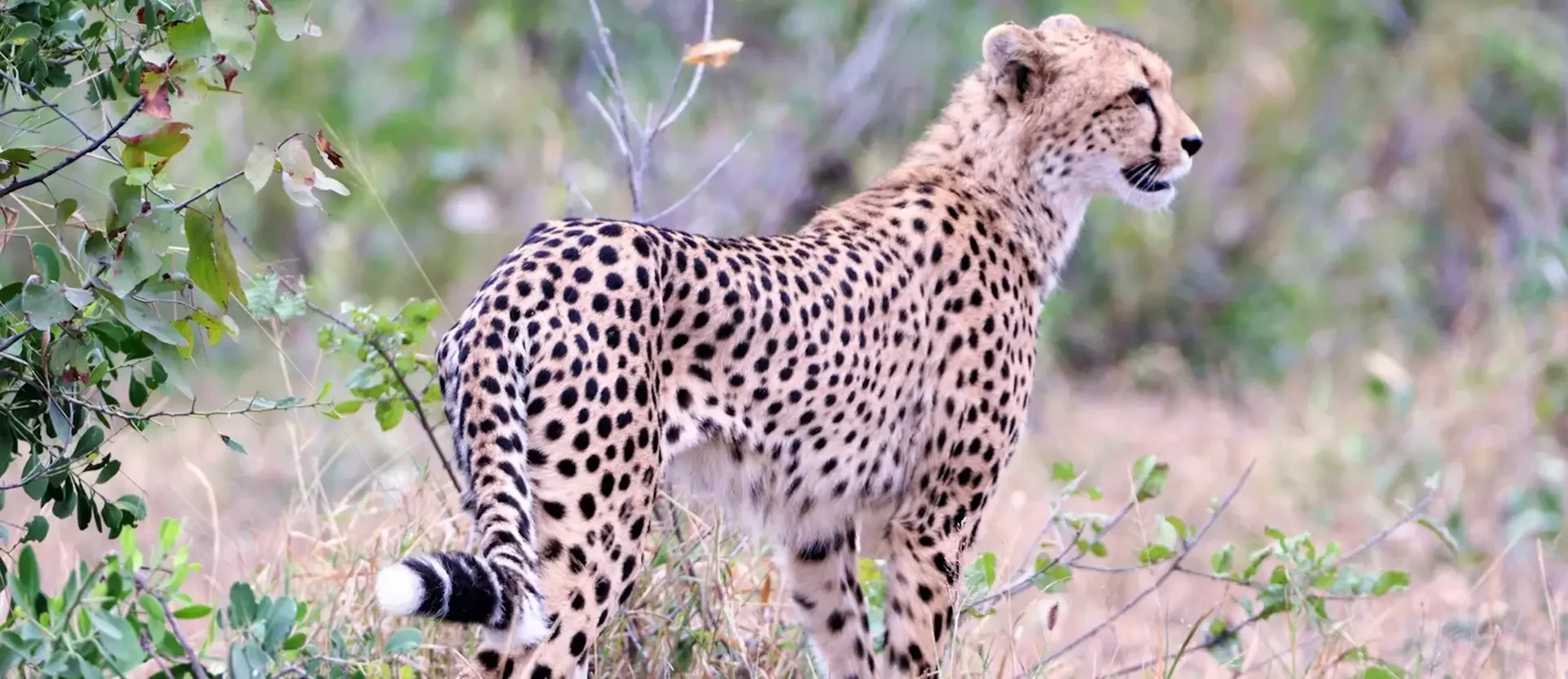 Kruger National Park thanks to jonathan-gensicke.webp