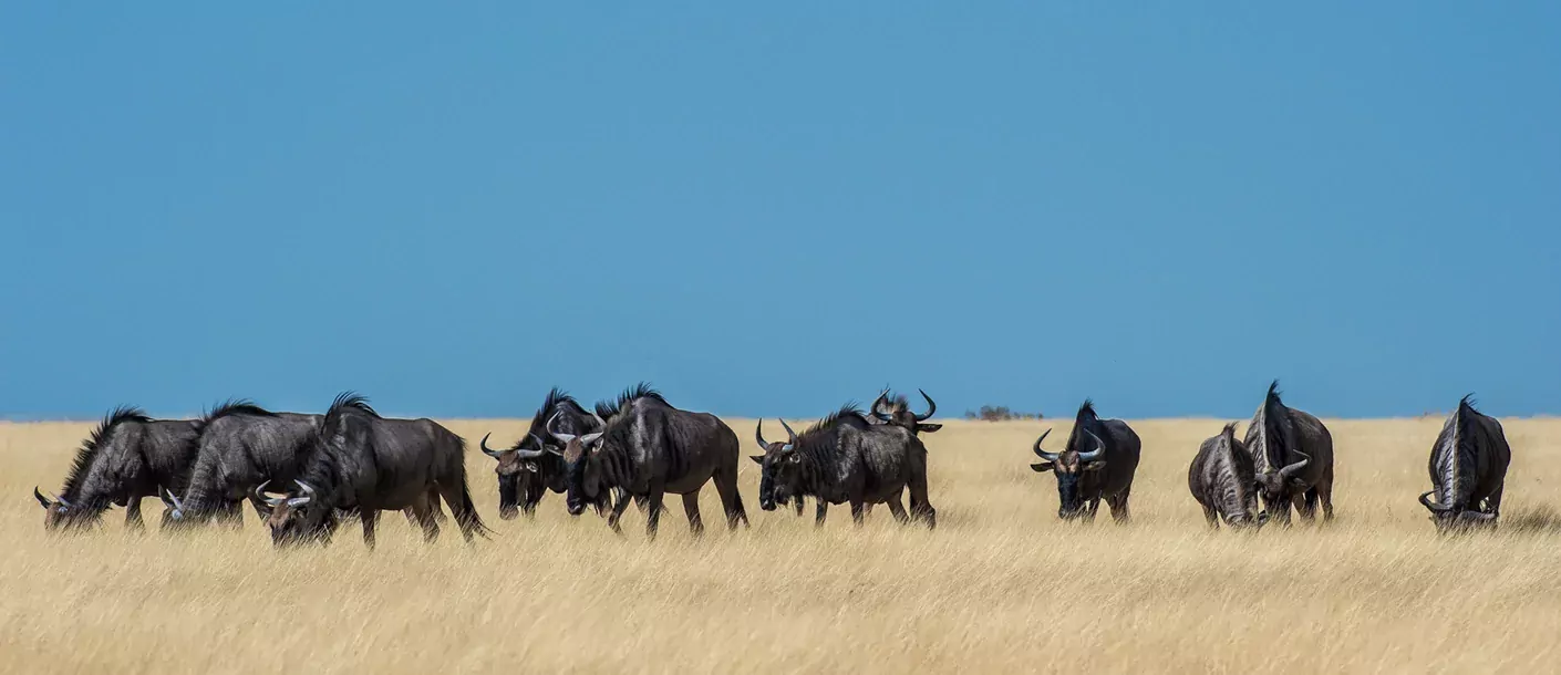 Etosha groot 003.webp