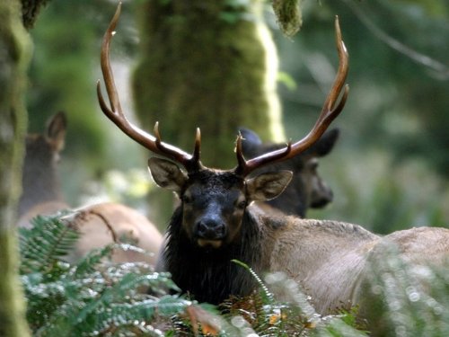 Klik op de afbeelding voor een vergroting Olympic NP (Forks) 001