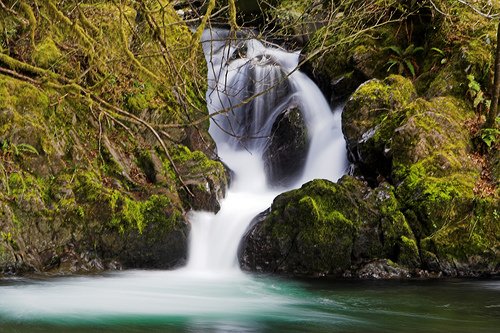 Klik op de afbeelding voor een vergroting Olympic NP (Quinault) 001