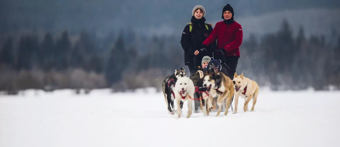 Jasper Dogsledding 112.webp