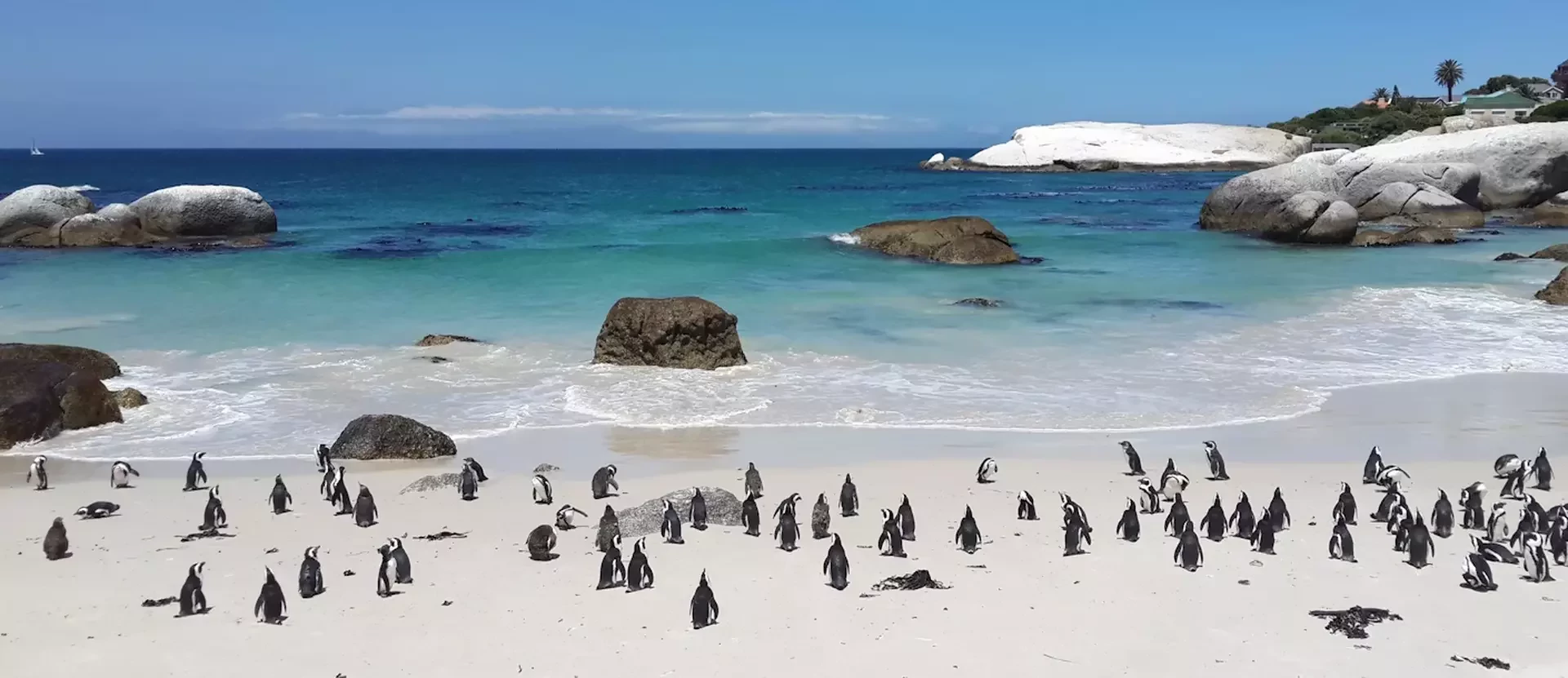 Kaapstad Boulders Beach sfeerfoto 005.webp