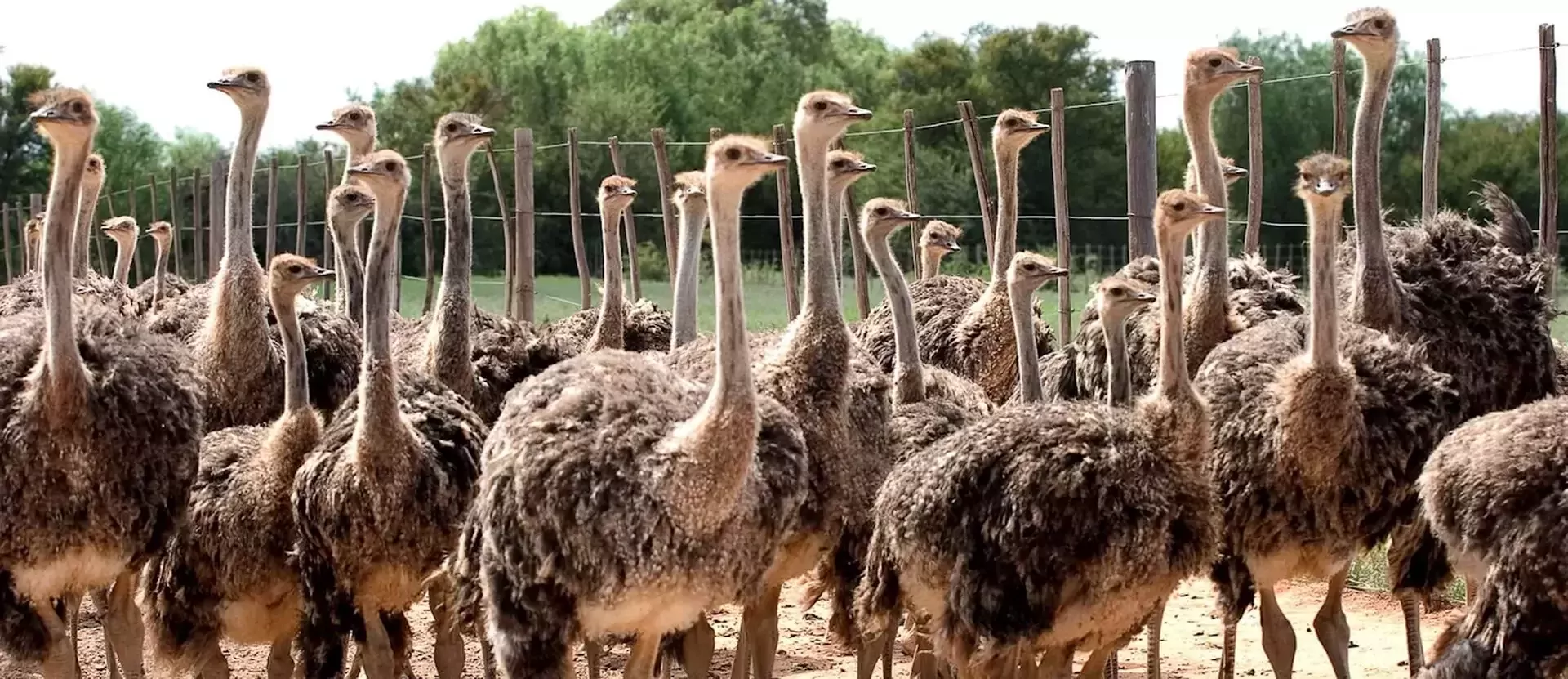 Oudtshoorn - AfrikaPlus.webp