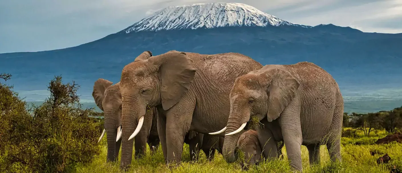 Drifters Adventure Truck 5.webp