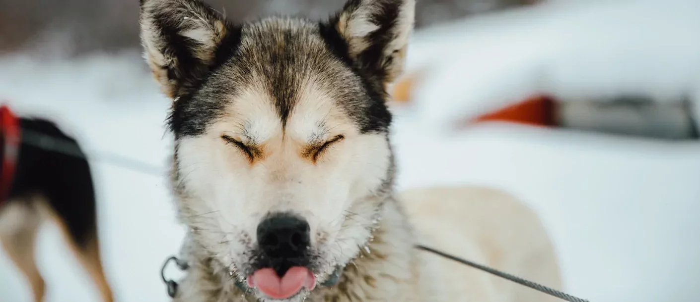 Dogsledding 0125.webp