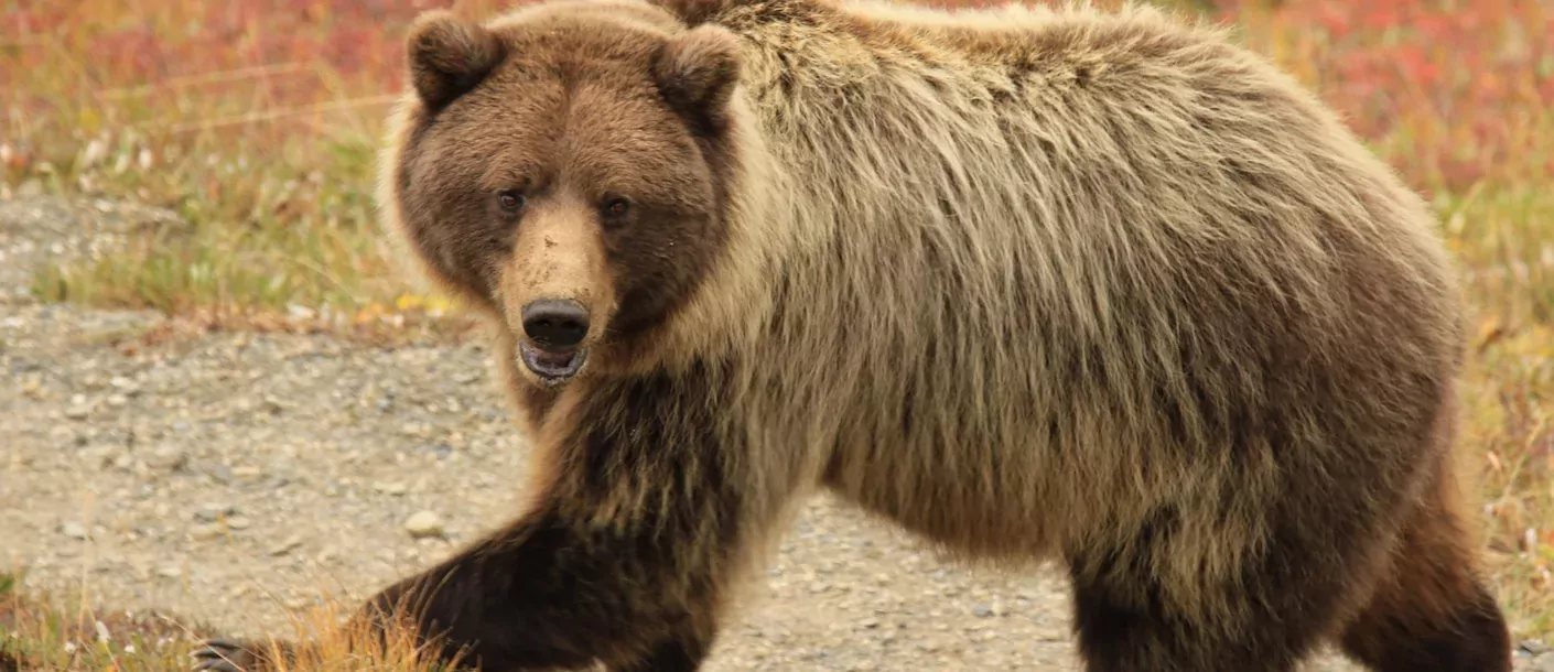 Alaska and Yukon Explorer Denali.webp