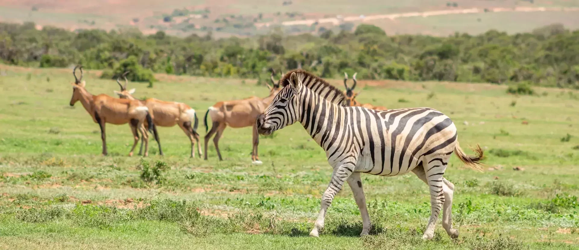 Addo National Park - AfrikaPlus ©pexels-angel-cristi-.webp