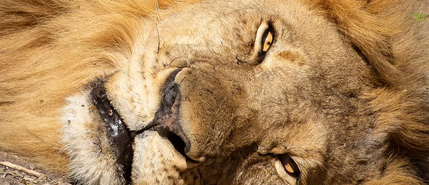 Hwange Game drive groot 003.webp