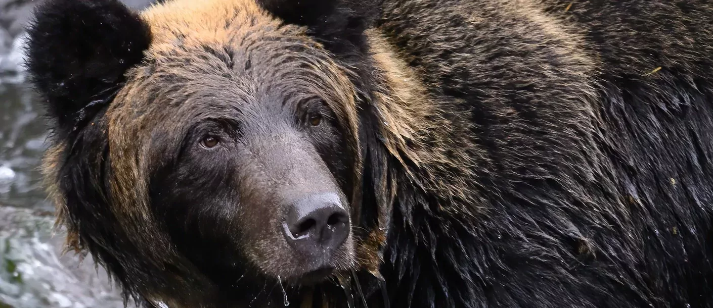 Camperrondreis Canada Canadian Rockies, Bears & Whales.webp