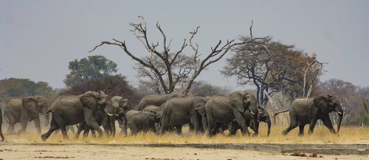 Hwange Game drive groot 004.webp