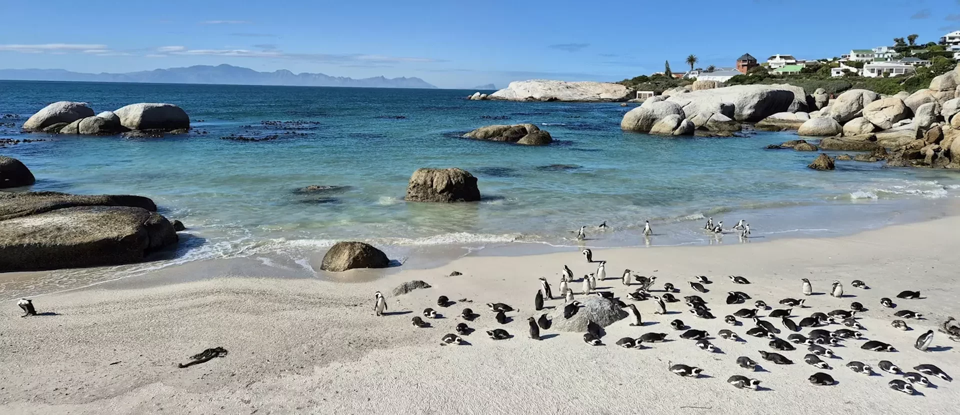 Boulders Beach Photo by Nico Smit.webp