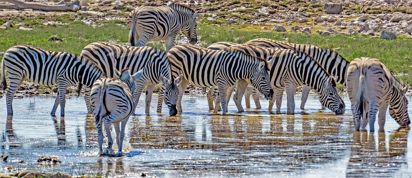 Op avontuur door Namibië Etosha.webp