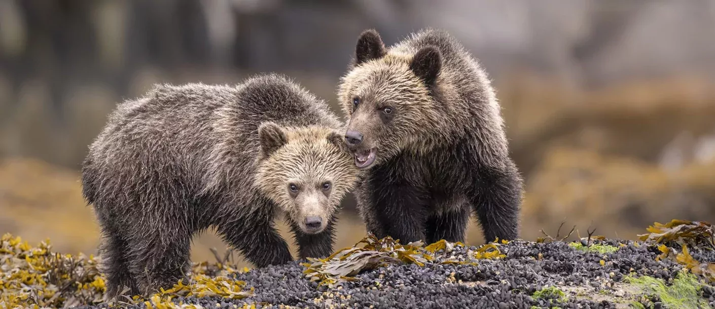 Sailcone's Grizzly Bear Lodge 001.webp