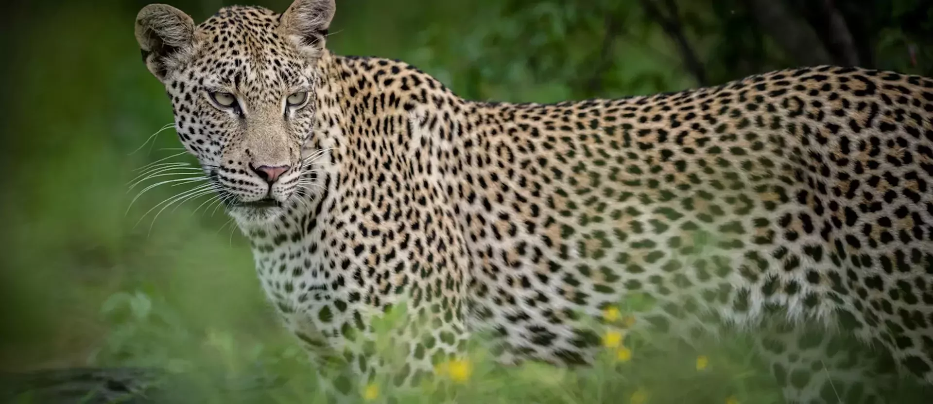 Familieavontuur door Zuid-Afrika Kambaku Safari Lodge gamedrive 004.webp