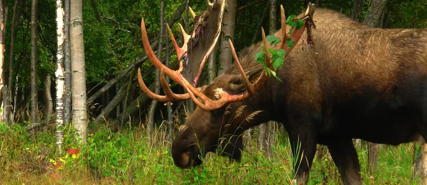 Alaska sfeerfoto 008.webp
